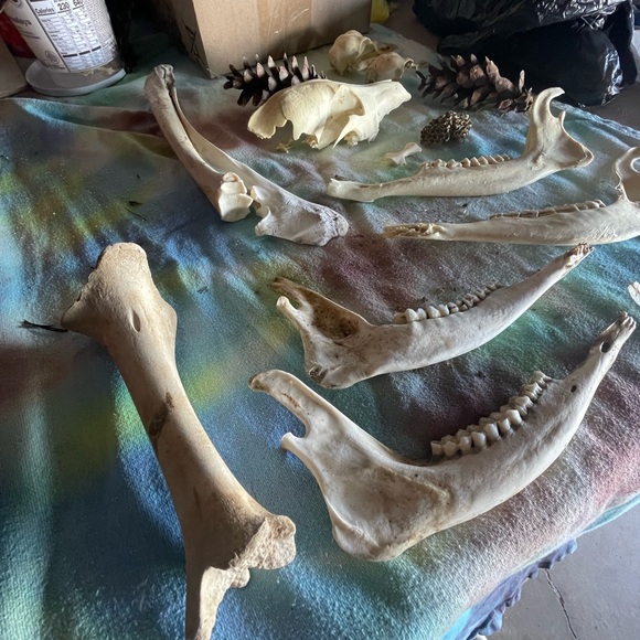 Misc bones / skulls - wild Turkey , coyote & deer jaws - all from Ky - Picture 6 of 6